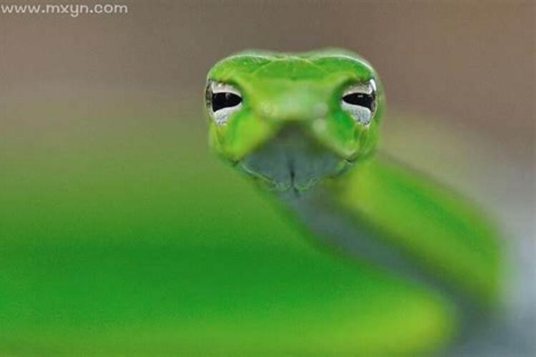 梦见头是绿色的蛇是什么意思啊