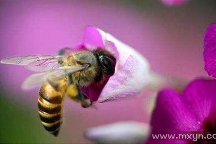梦见蜜蜂意味着什么