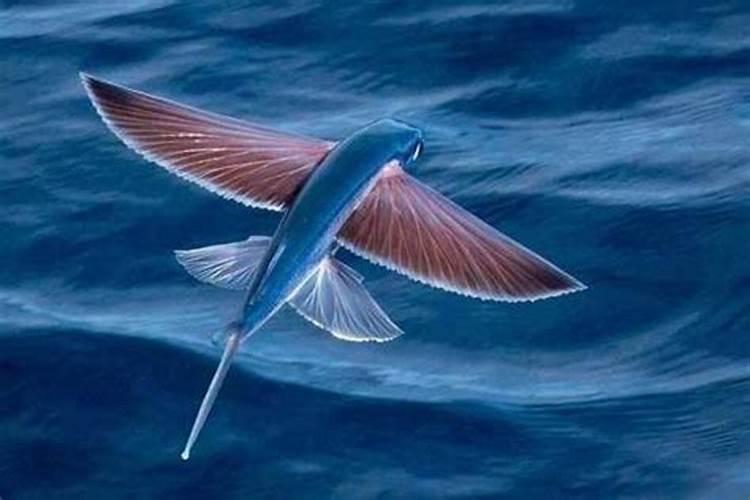 梦见鱼在天上飞是什么意思