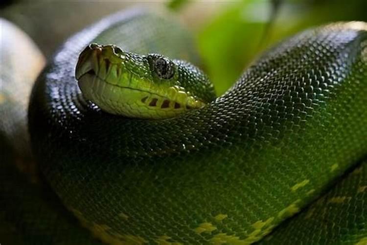 女人梦见绿色的蛇缠着自己