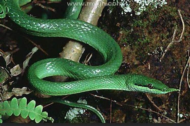 女人梦见蛇绿色预示着什么