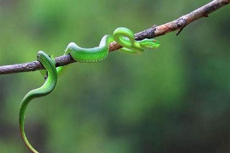 已婚女人梦见绿色的蛇在地上爬走了