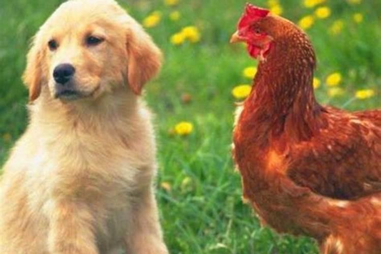 鸡和狗的属相合不合家人