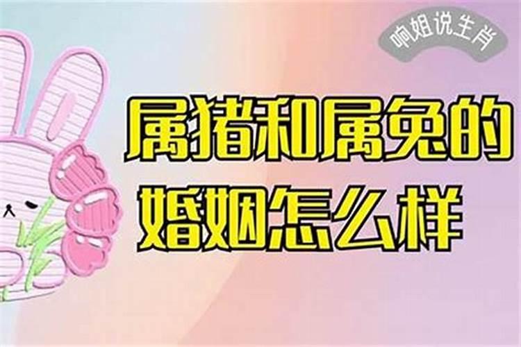 男属猪女属兔结婚好吗婚姻如何