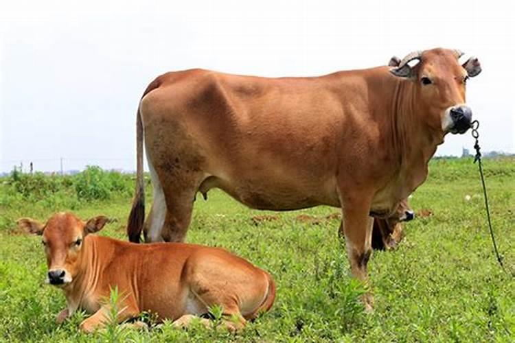 孕妇梦见被母牛追
