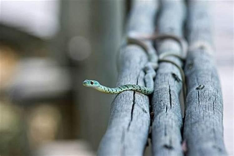 梦中梦见青蛇是什么意思