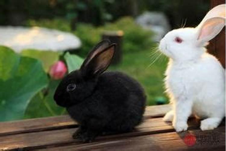 兔和猴属相是否可以婚配吗
