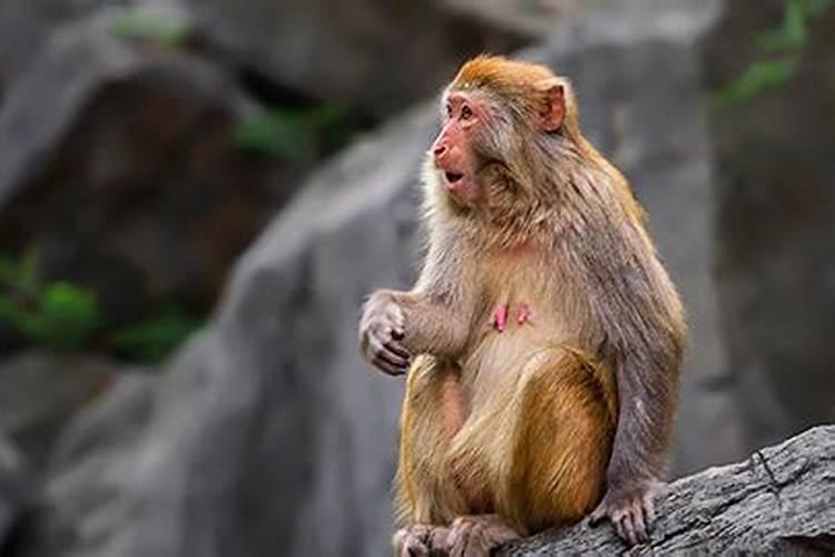 56年属猴的五行命是什么