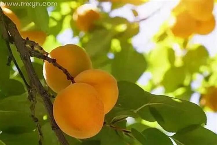梦到摘杏是什么意思啊