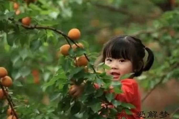 梦到摘杏是什么意思啊