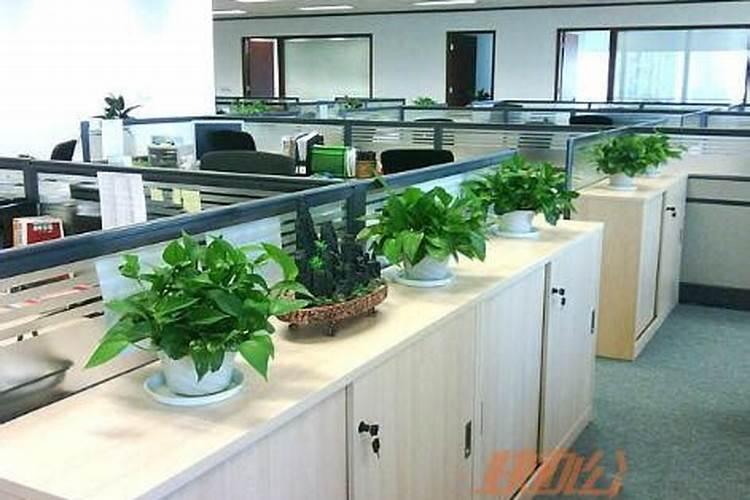 女性办公桌适合放什么植物