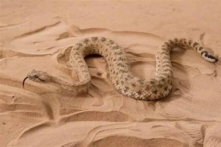 梦见在沙漠里遇到蛇