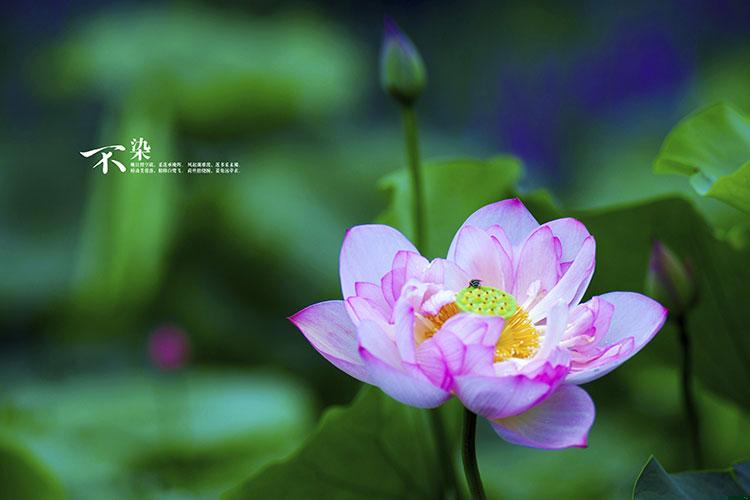 梦见下雨天上出现了龙