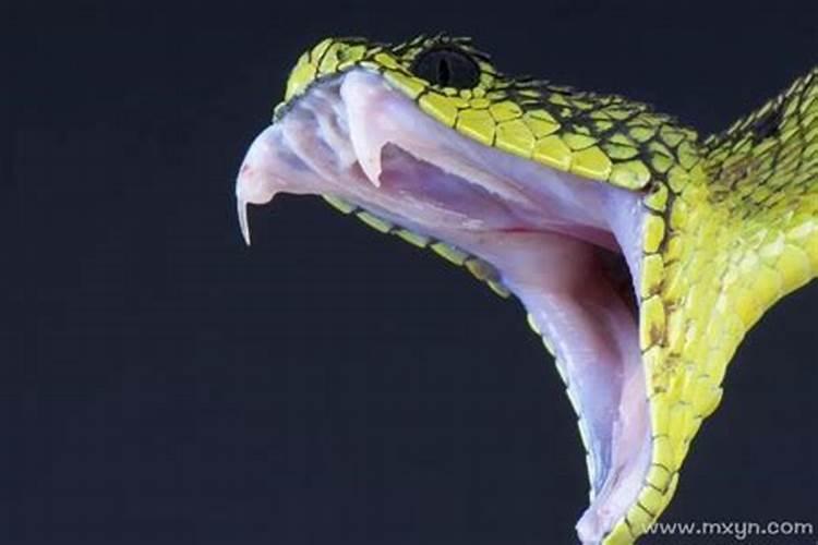 女人梦见一条绿色的蛇要咬自己的脚