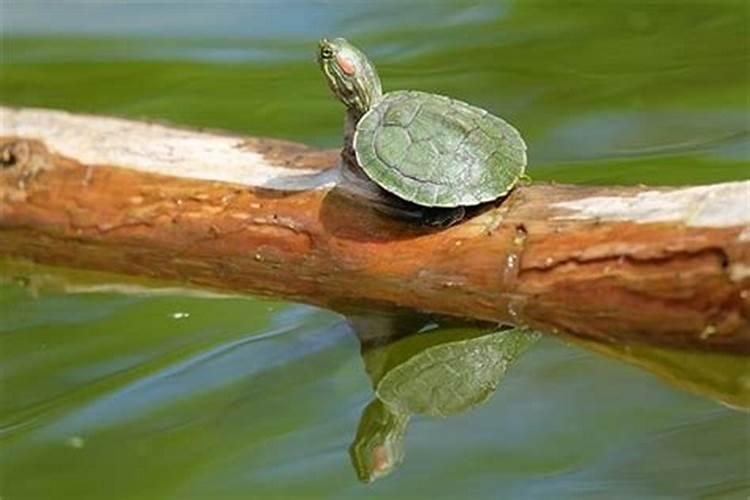 梦见乌龟是什么预兆吗家里的乌龟可以送人吗