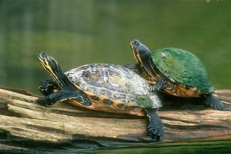 梦见乌龟是什么预兆吗孕妇