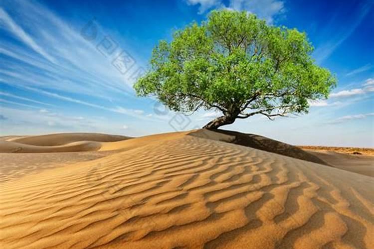 梦见沙漠里有树什么意思