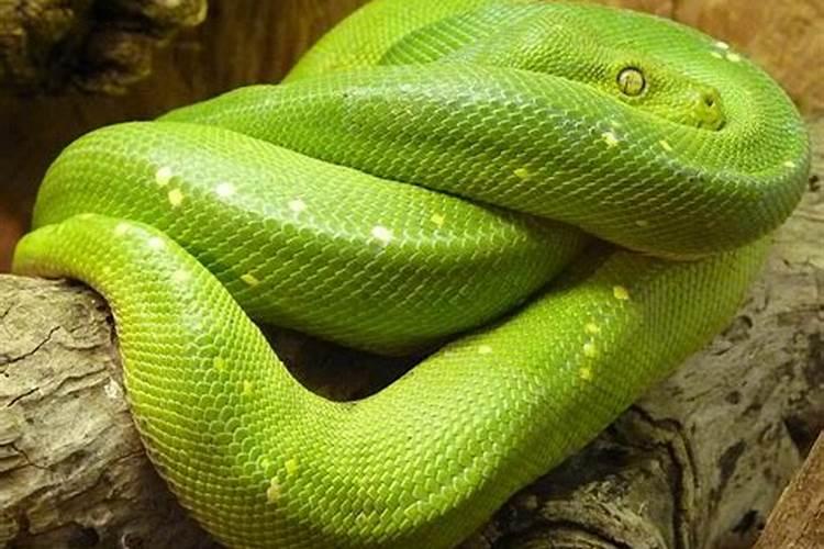 女人梦见一条绿色的蛇要咬自己的脚