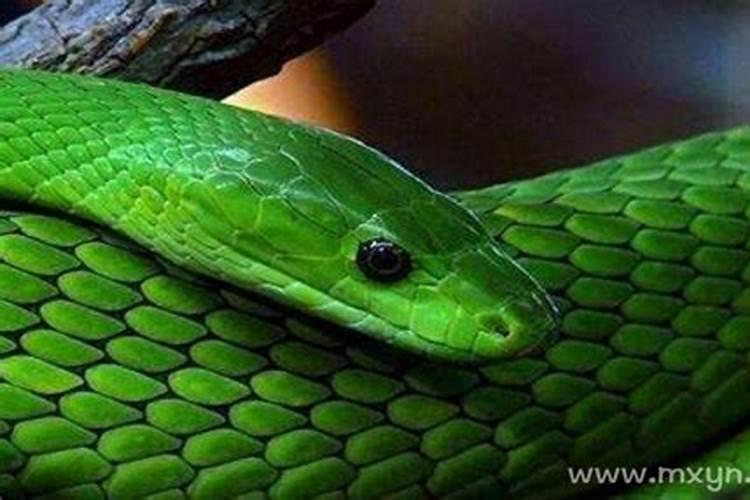 梦见绿色的蛇咬人是什么意思啊