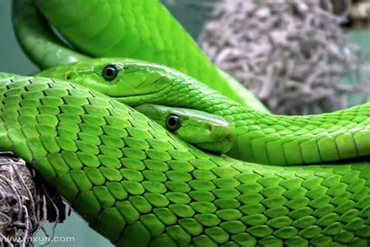 女人梦到绿蛇什么预兆