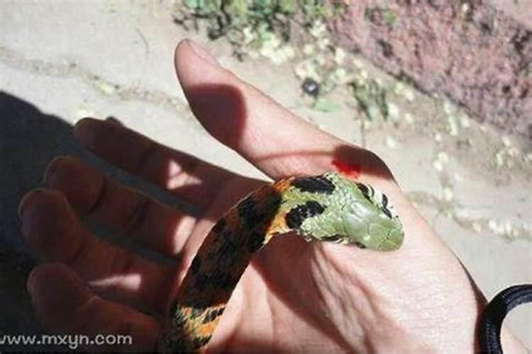 梦见绿色的蛇咬伤自己手指