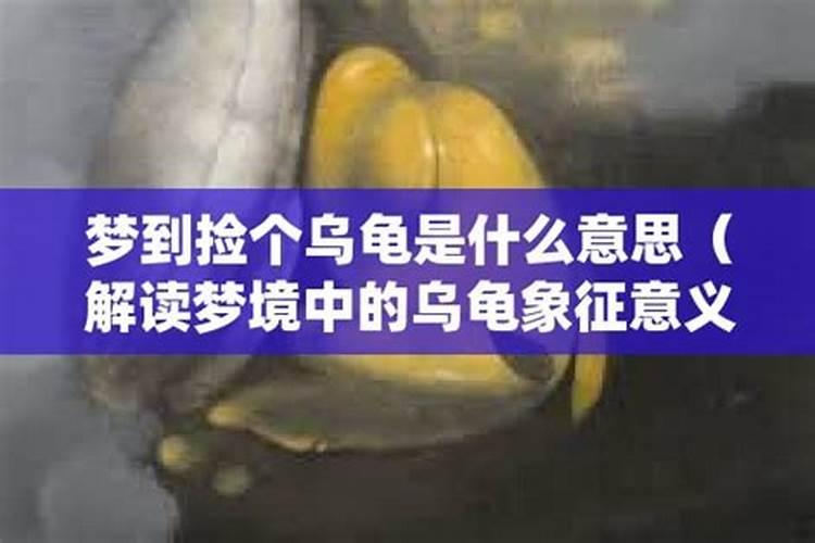 梦见王八是什么意思呢