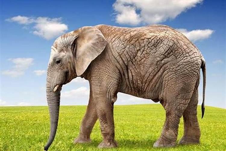 带缘分的梦见大象是什么意思