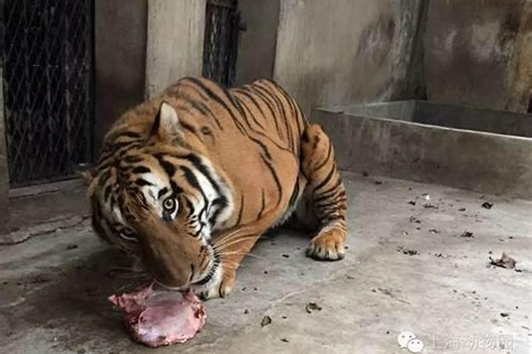 老虎喜欢吃什么生肖