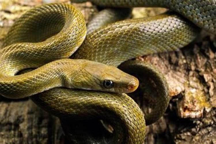 孕晚期梦见蛇是什么预兆