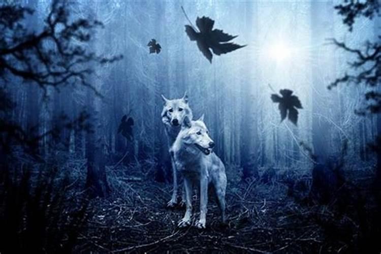 梦里梦见狼和狗什么预兆