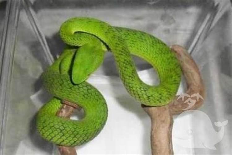梦见绿色的蛇把自己咬了