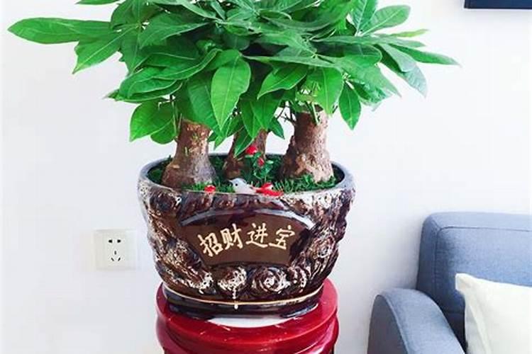 家里放什么植物运气好