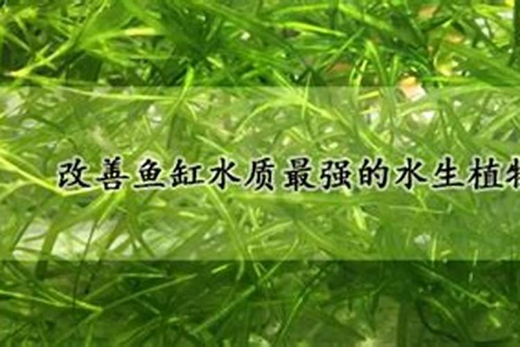 能净化鱼缸水质的水生植物