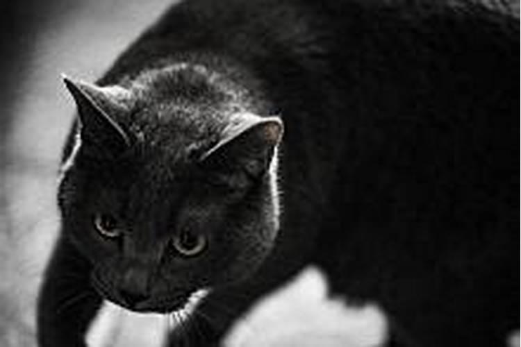 梦见黑白猫是什么意思周公解梦