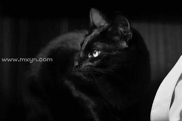 做梦梦见黑猫白猫是什么意思