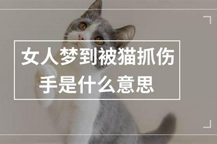 女人梦到被猫抓是什么意思