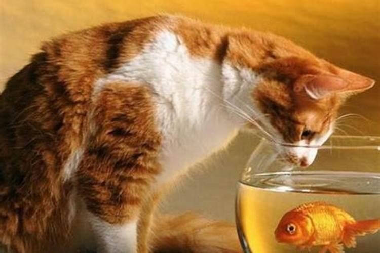 男生梦见鱼吃猫是什么意思周公解梦