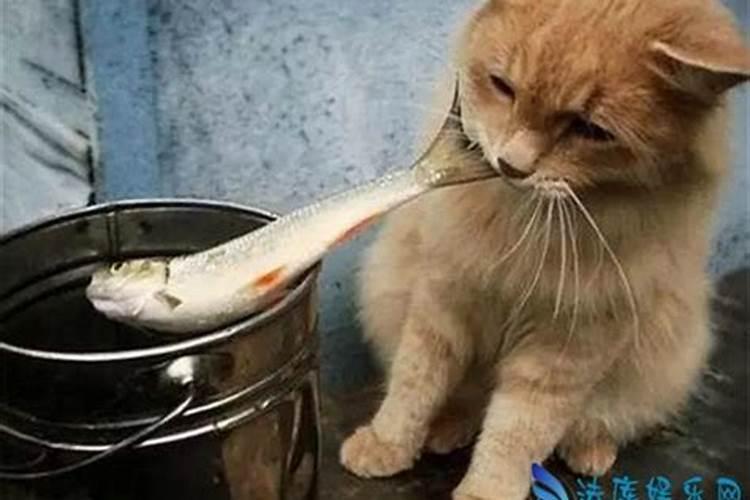 梦见鱼吃猫是好还是不好