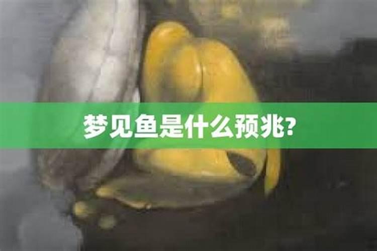 梦到鱼是要生男孩儿吗