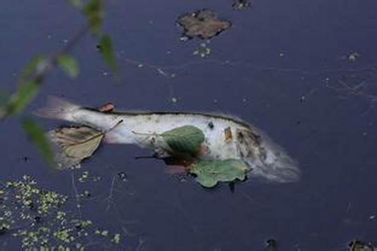 梦见大死鱼肚子空了