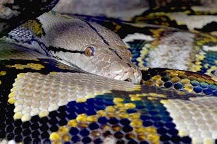 女人梦见巨大蟒蛇会怀孕吗