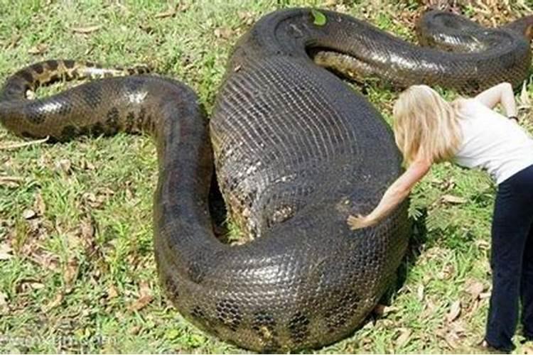 女人梦见一个大蟒蛇和一堆小蛇