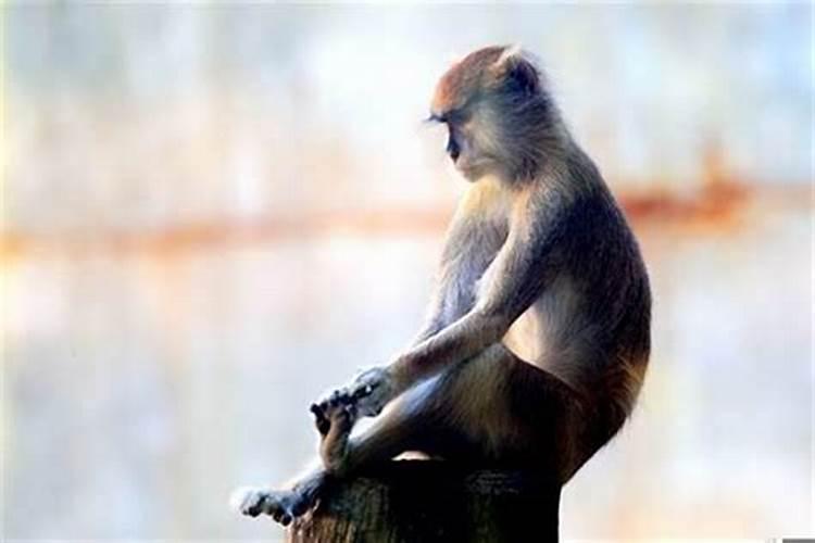 生肖属猴是什么命