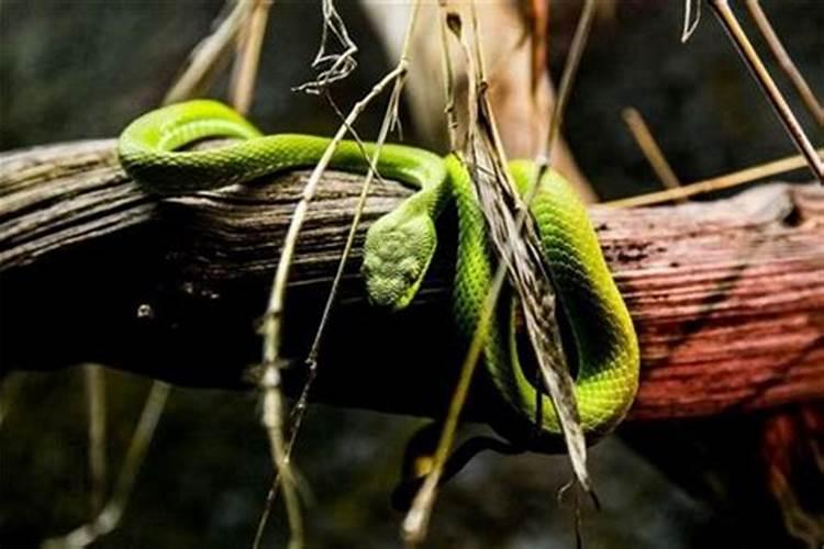 女人梦到大绿蛇什么预兆呢