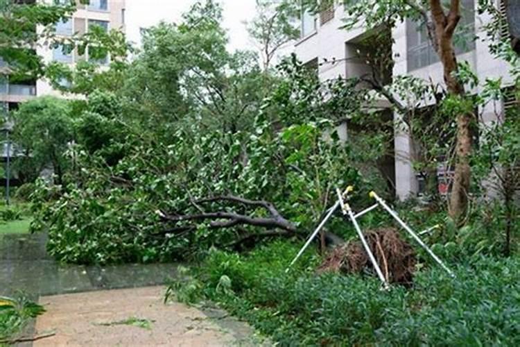 梦见地震房子和树倒了