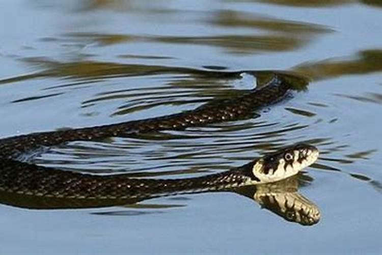 梦到一条巨大的蟒蛇在水里