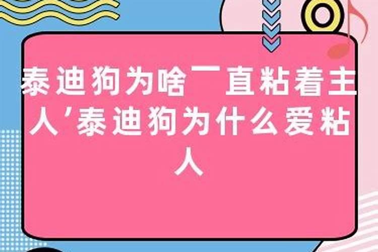 梦见几只小狗