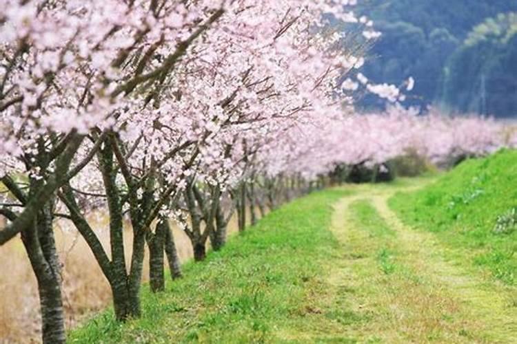 梦见桃树是什么意思