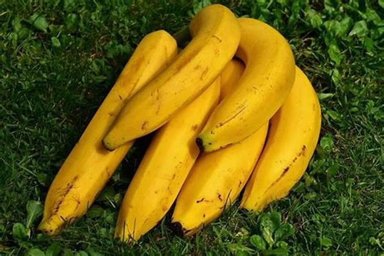 梦见香蕉是什么意思和香蕉树