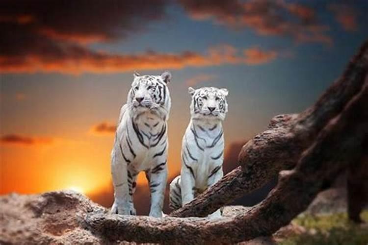 女人梦见两只老虎是好是坏周公解梦